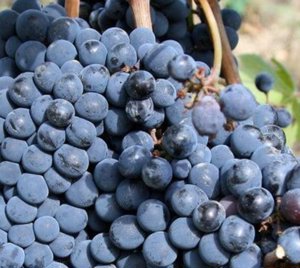 Butasi vita de vie 50+25 gratis anul 2 - imagine 5