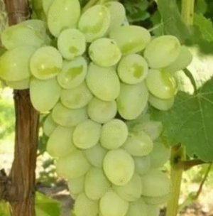 Butasi vita de vie 50+25 gratis anul 2 - imagine 3