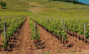 Butasi vita de vie 50+25 gratis anul 2 - imagine 6