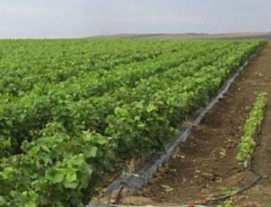 Butasi vita de vie 50+25 gratis anul 2 - imagine 7