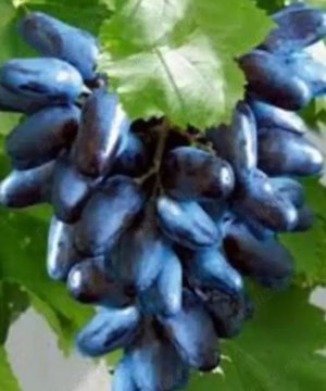 Butasi vita de vie 50+25 gratis anul 2 - imagine 9