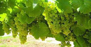 Butasi vita de vie 50+25 gratis anul 2 - imagine 8