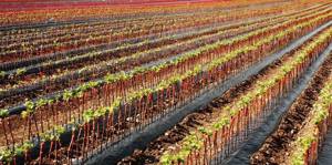 Butasi vita de vie 50+25 gratis anul 2 - imagine 10