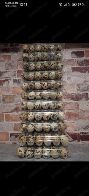 Oua prepelițe pentru consum - imagine 2