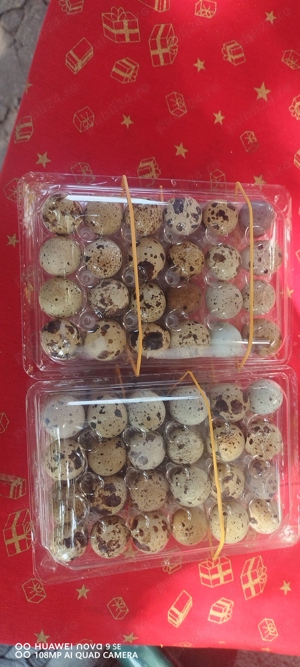 Oua prepelițe pentru consum - imagine 3