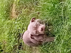 Oferta American bully pocket femela  - imagine 2