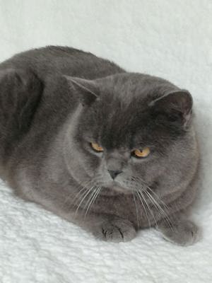 Pisoi british shorthair