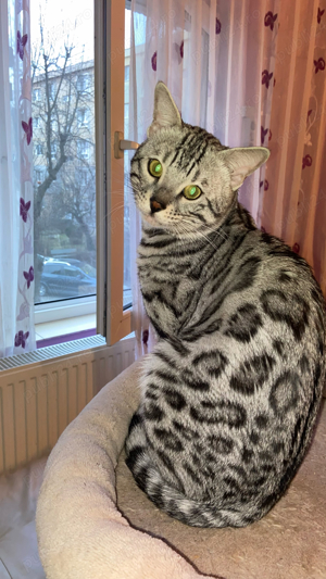 Pui BENGAL cu Certificat PEDEGREE din parinti campioni - imagine 4