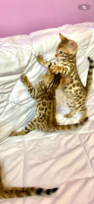 Pui BENGAL cu Certificat PEDEGREE din parinti campioni - imagine 3