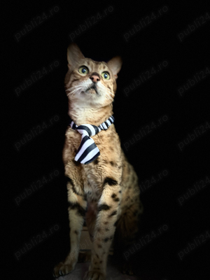 Pui BENGAL cu Certificat PEDEGREE din parinti campioni - imagine 2