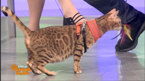 Pui BENGAL cu Certificat PEDEGREE din parinti campioni - imagine 5