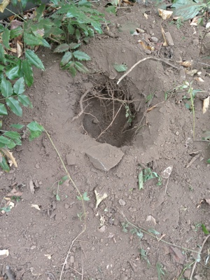 Închiriez motoforeza, sap gropi  - imagine 3