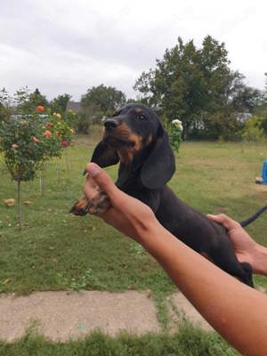 Vind cățeii  - imagine 2