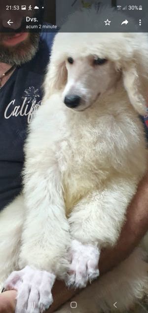 Pudel urias - imagine 4