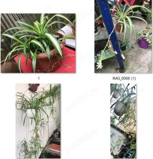Plante de apartament,curte,si gradina,mature,in dezvoltare,butasi - imagine 6