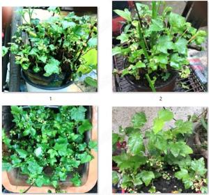 Plante de apartament,curte,si gradina,mature,in dezvoltare,butasi - imagine 7