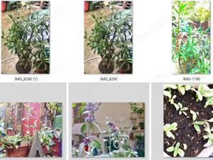 Plante de apartament,curte,si gradina,mature,in dezvoltare,butasi - imagine 8