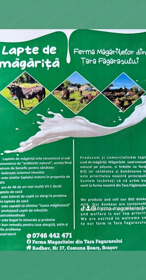 Lapte crud de magarita - imagine 4