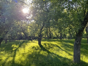 Vand livada cu meri fructiferi - Căsoaia - Araneag - Arad - imagine 9