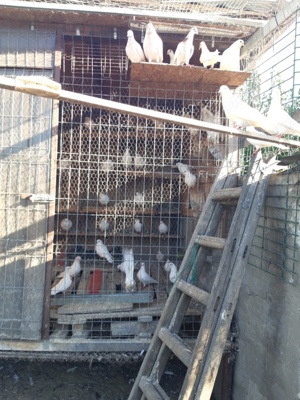 Vand porumbei pentru evenimente - imagine 2