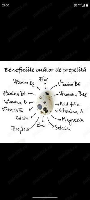 prepelite de vanzare - imagine 5 prepelite de vanzare - imagine 5