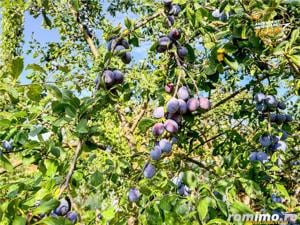 FILM!Areal apreciabil,casa+domeniu de 3.500mp,Sancraiu,vecin Sfantu Gheorghe si de Brasov - imagine 12