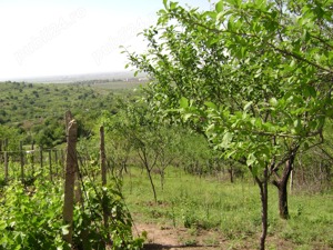 Teren intravilan Tohani  parcelabil  utilități   preț negociabil - imagine 2