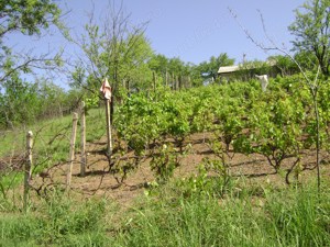 Teren intravilan Tohani  parcelabil  utilități   preț negociabil - imagine 3