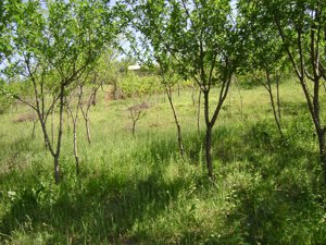 Teren intravilan Tohani  parcelabil  utilități   preț negociabil - imagine 5