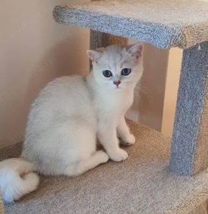 British silver si golden cu pedigree  - imagine 6