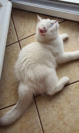 British silver si golden cu pedigree