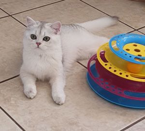 British silver si golden cu pedigree  - imagine 5