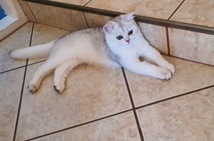 British silver si golden cu pedigree  - imagine 4