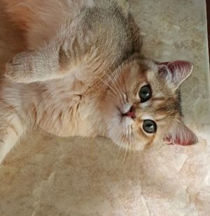 British silver si golden cu pedigree  - imagine 2