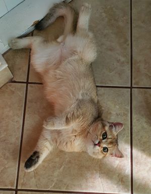 British silver si golden cu pedigree  - imagine 3