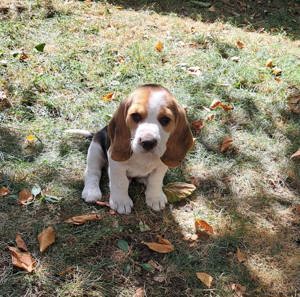 Pui Beagle Tricolor - imagine 5