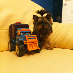 Mascul yorkshire terrier - imagine 3