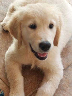 vand catei de golden retriever - imagine 5