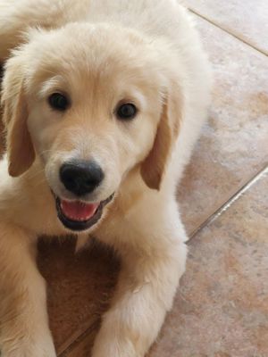 vand catei de golden retriever - imagine 2