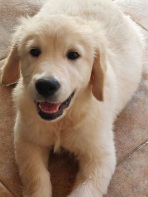 vand catei de golden retriever - imagine 4