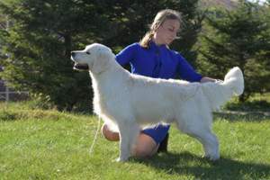 vand catei de golden retriever - imagine 6