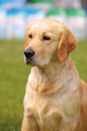vand catei de golden retriever - imagine 3
