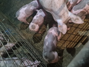 Porci  de carne  - imagine 2