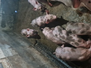 Porci  de carne  - imagine 3