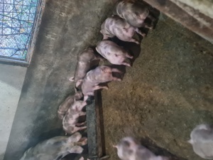 Porci  de carne  - imagine 4