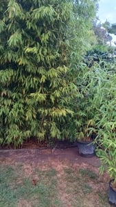 Vand diferitbuue plante de exterior: smochini,goji smeura,mure,coacaz,mesteacan si multe altele