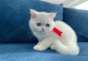 Puiuți British shorthair white rasă pură. Asigur transport  - imagine 2