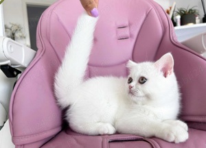 Puiuți British shorthair white rasă pură. Asigur transport  - imagine 3