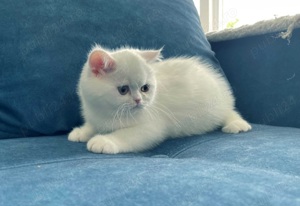 Puiuți British shorthair white rasă pură. Asigur transport  - imagine 4