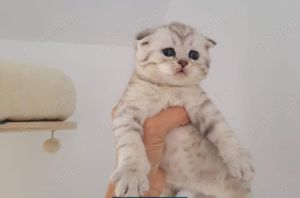 Vând puiuți Scottish Fold Silver Tabby Whiskas  - imagine 3